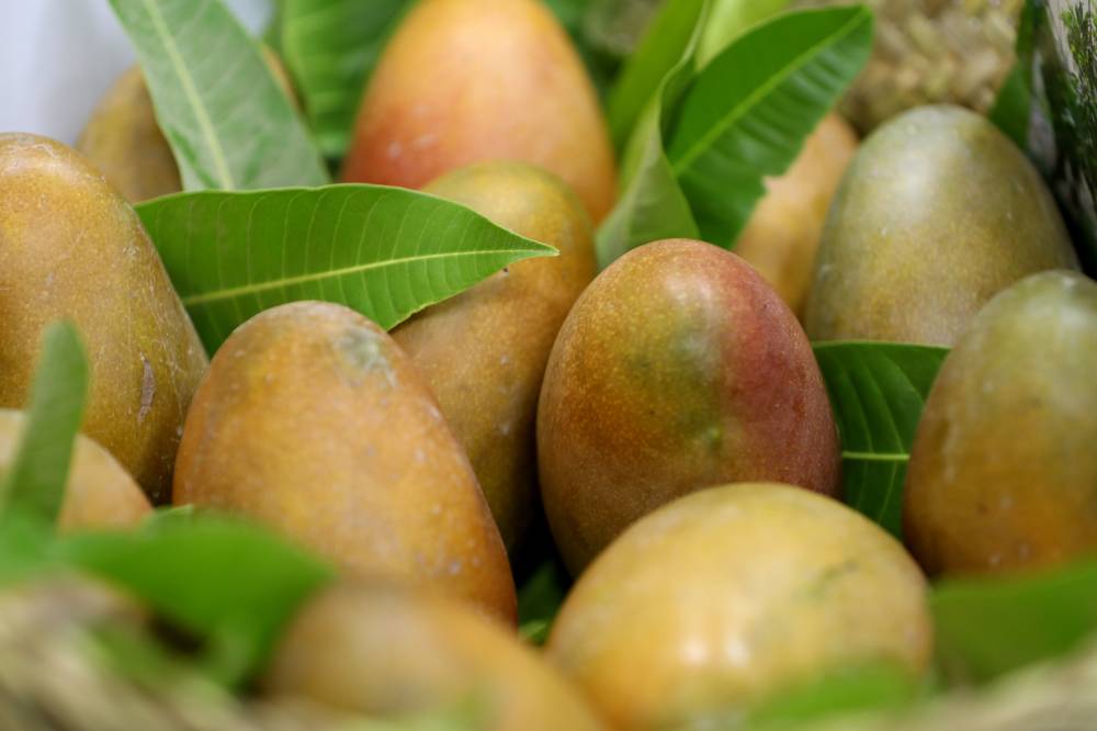 برعاية منصور بن زايد.. مهرجان ليوا للرطب بدورته الـ 18 ينطلق 16 يوليو