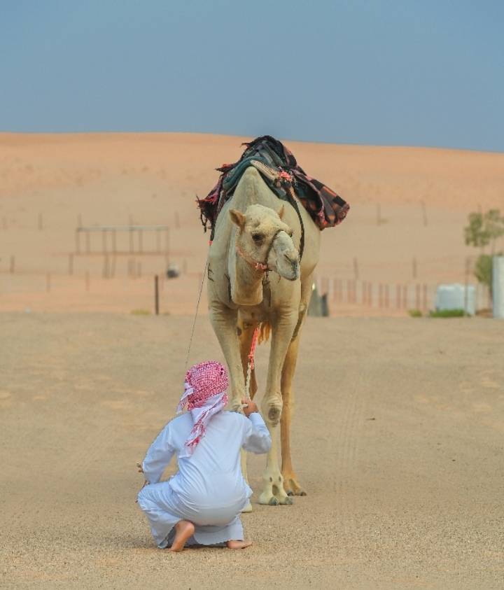 مركز العين الشبابي يختتم برنامج الهجن التراثي