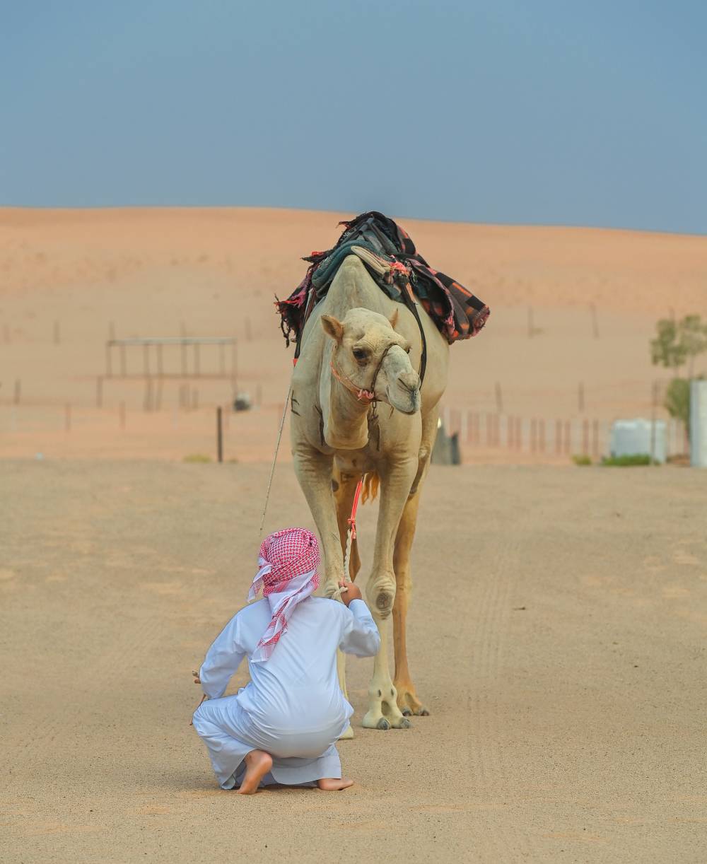 مركز العين الشبابي يختتم برنامج الهجن التراثي