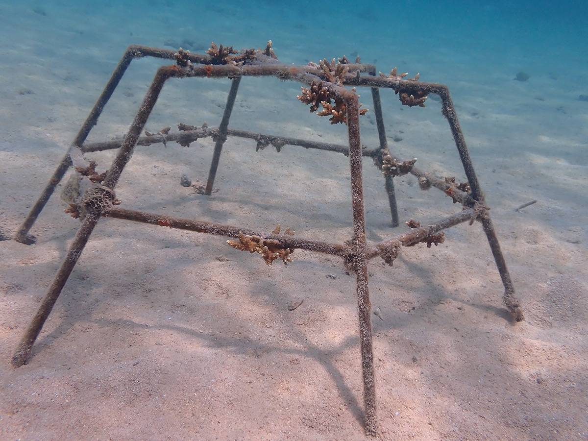 بيئة ومحميات الشارقة تنظم دورة تدريبية في مجال استزراع الشعاب المرجانية في جزيرة صير بونعير