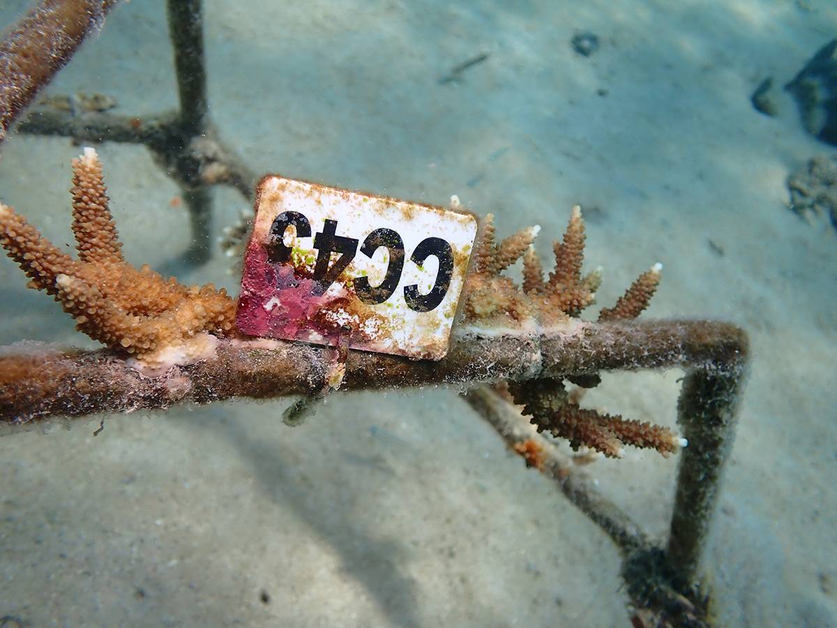 بيئة ومحميات الشارقة تنظم دورة تدريبية في مجال استزراع الشعاب المرجانية في جزيرة صير بونعير