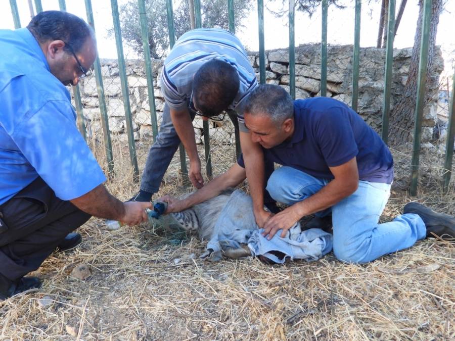 سلطة جودة البيئة تضبط أنثى ضبع مخطط من أحد المواطنين في بلدة بيت عوا الخليل