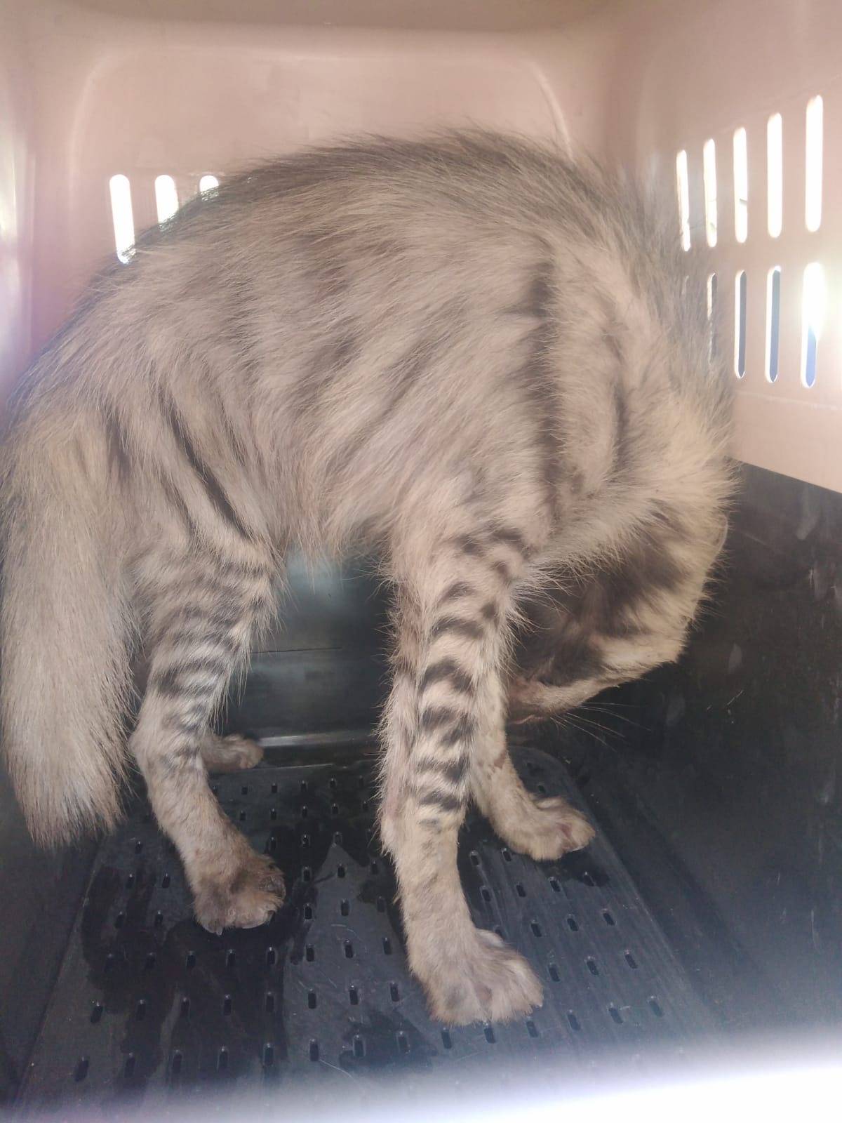 سلطة جودة البيئة تضبط أنثى ضبع مخطط من أحد المواطنين في بلدة بيت عوا الخليل