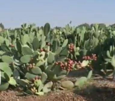 3 آلاف دونم بالمملكة مزروعة بالصبار نصفها في ذيبان