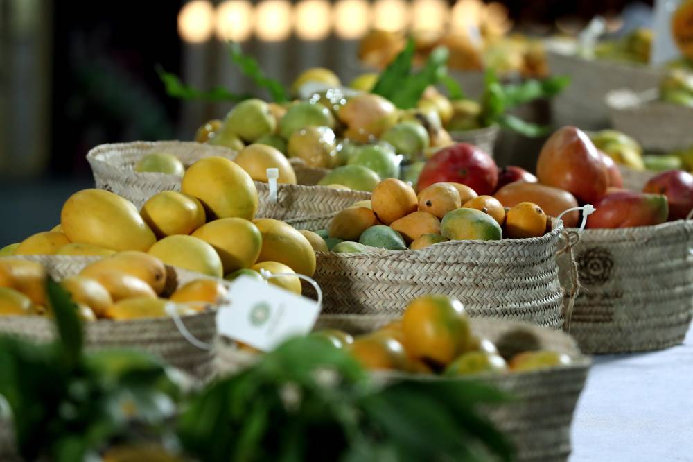 مسابقات المانجو والليمون في مهرجان ليوا للرطب.. مشاركات مميزة من مزارع الإمارات