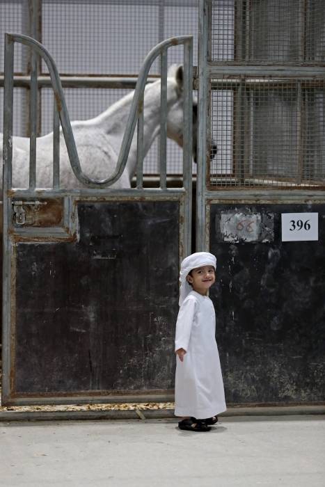 معرض أبوظبي الدولي للصيد والفروسية يُطلق مزاد الخيول العربية – سباقات السرعة