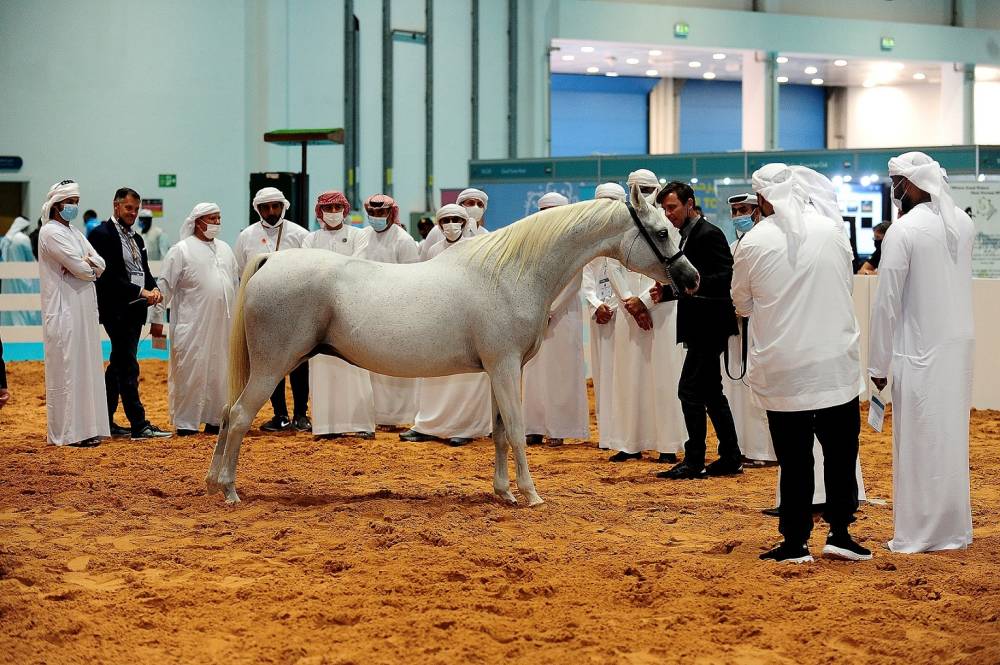 معرض أبوظبي الدولي للصيد والفروسية يُطلق مزاد الخيول العربية – سباقات السرعة