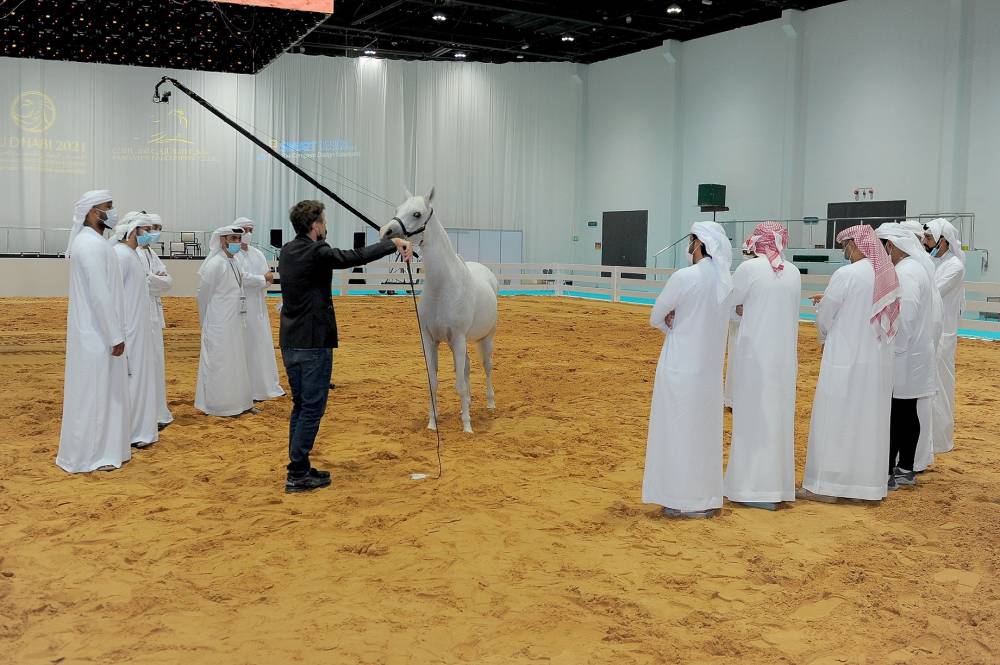 معرض أبوظبي الدولي للصيد والفروسية يُطلق مزاد الخيول العربية – سباقات السرعة