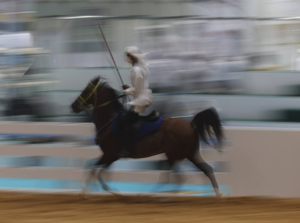 معرض أبوظبي الدولي للصيد والفروسية يُطلق مزاد الخيول العربية – سباقات السرعة