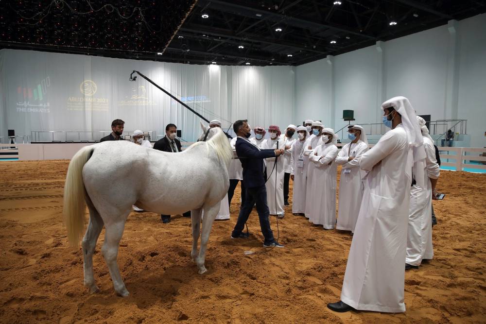 معرض أبوظبي الدولي للصيد والفروسية يُطلق مزاد الخيول العربية – سباقات السرعة