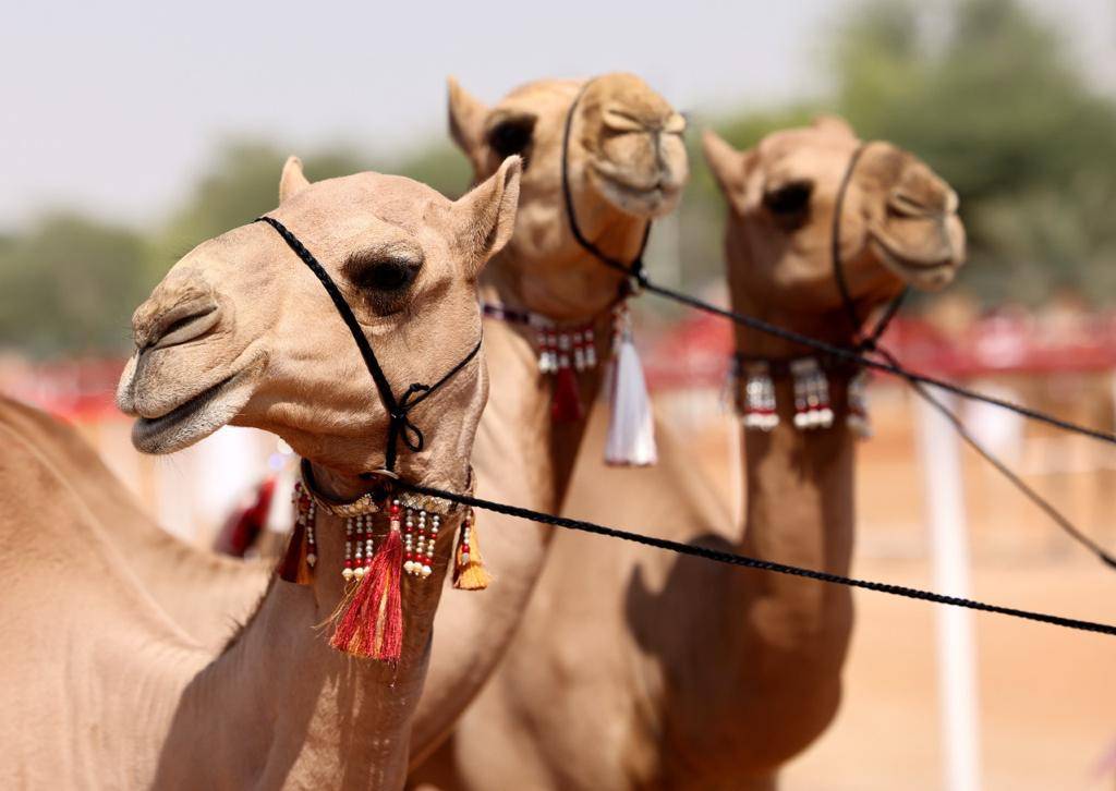  برعاية رئيس الدولة ينطلق مهرجان الظفرة 28 أكتوبر المقبل