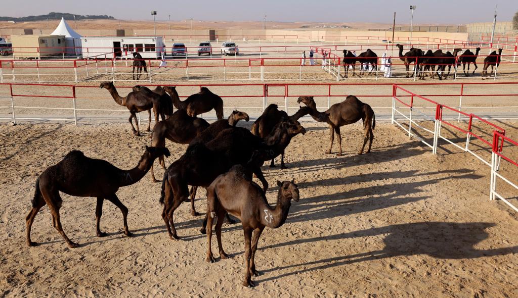  برعاية رئيس الدولة ينطلق مهرجان الظفرة 28 أكتوبر المقبل