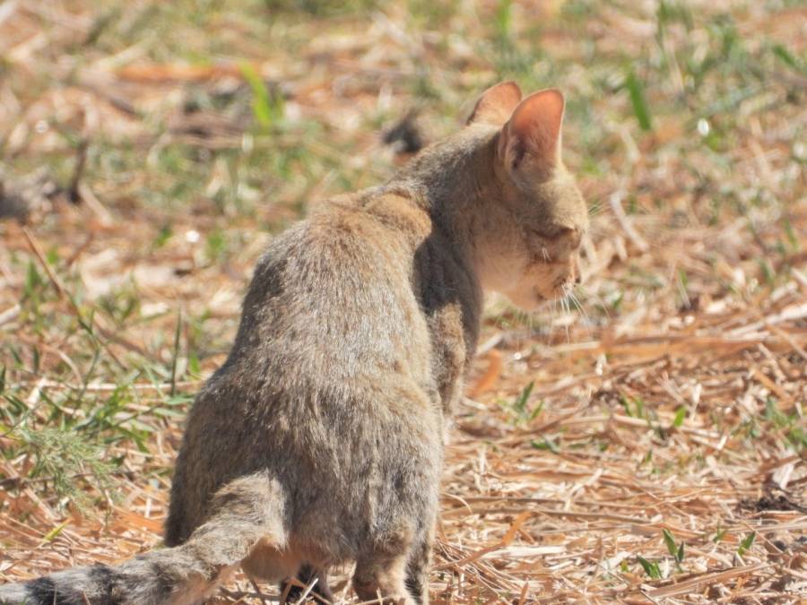 تسجيل القط البري في محمية الأزرق لأول مرة منذ 1997 الأزرق – الجمعية الملكية لحماية الطبيعة