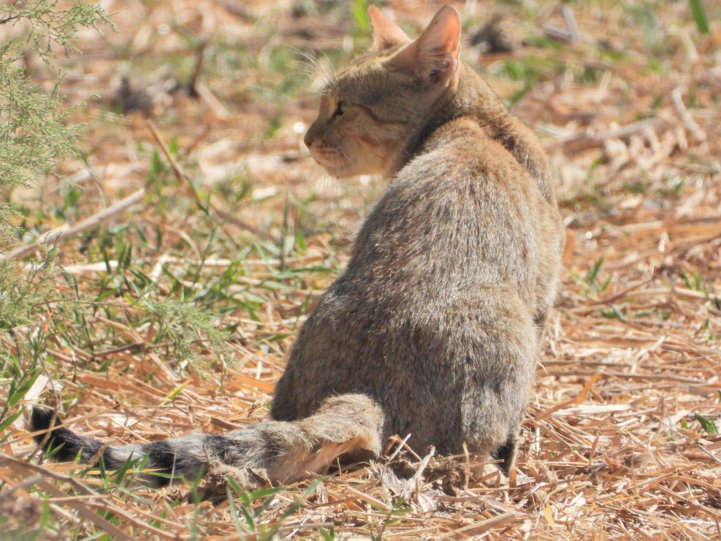 تسجيل القط البري في محمية الأزرق لأول مرة منذ 1997 الأزرق – الجمعية الملكية لحماية الطبيعة