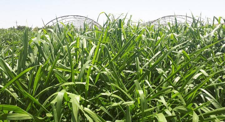 البحوث الزراعية :البونيكام احد الحلول لخفض الفاتورة العلفية  