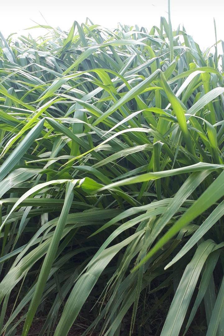 البحوث الزراعية :البونيكام احد الحلول لخفض الفاتورة العلفية  