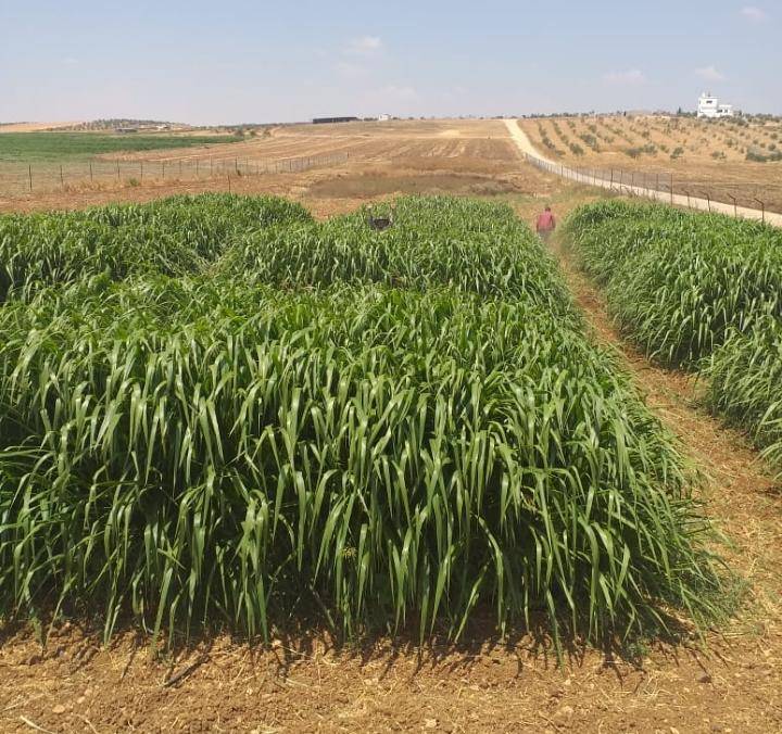 البحوث الزراعية :البونيكام احد الحلول لخفض الفاتورة العلفية  