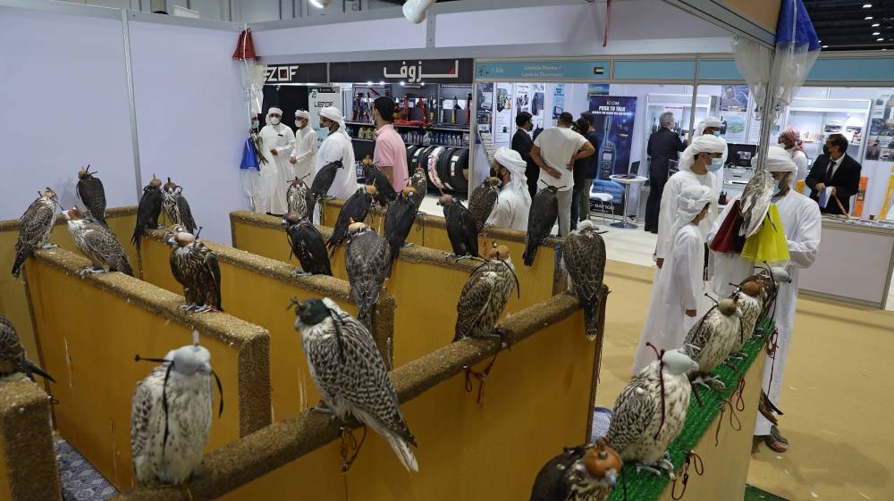 منصّة مهمة للمُنتجين الإماراتيين للترويج للصقور المكاثرة في الأسر..  