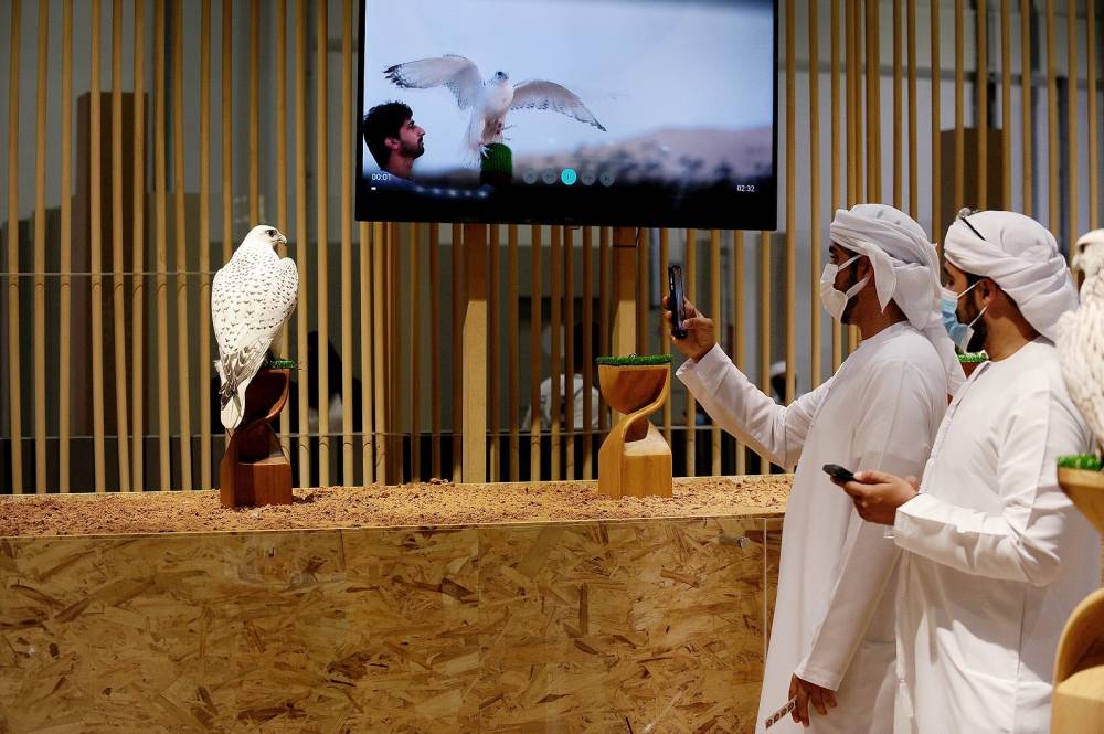 منصّة مهمة للمُنتجين الإماراتيين للترويج للصقور المكاثرة في الأسر..  