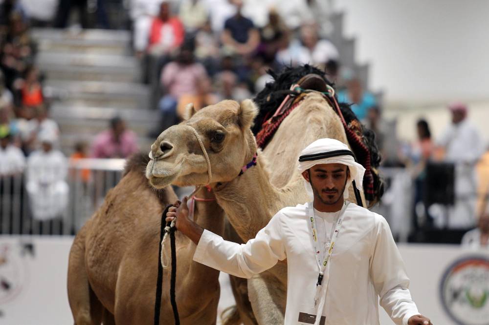 3 مزادات فريدة من نوعها يُنظّمها معرض أبوظبي الدولي للصيد والفروسية