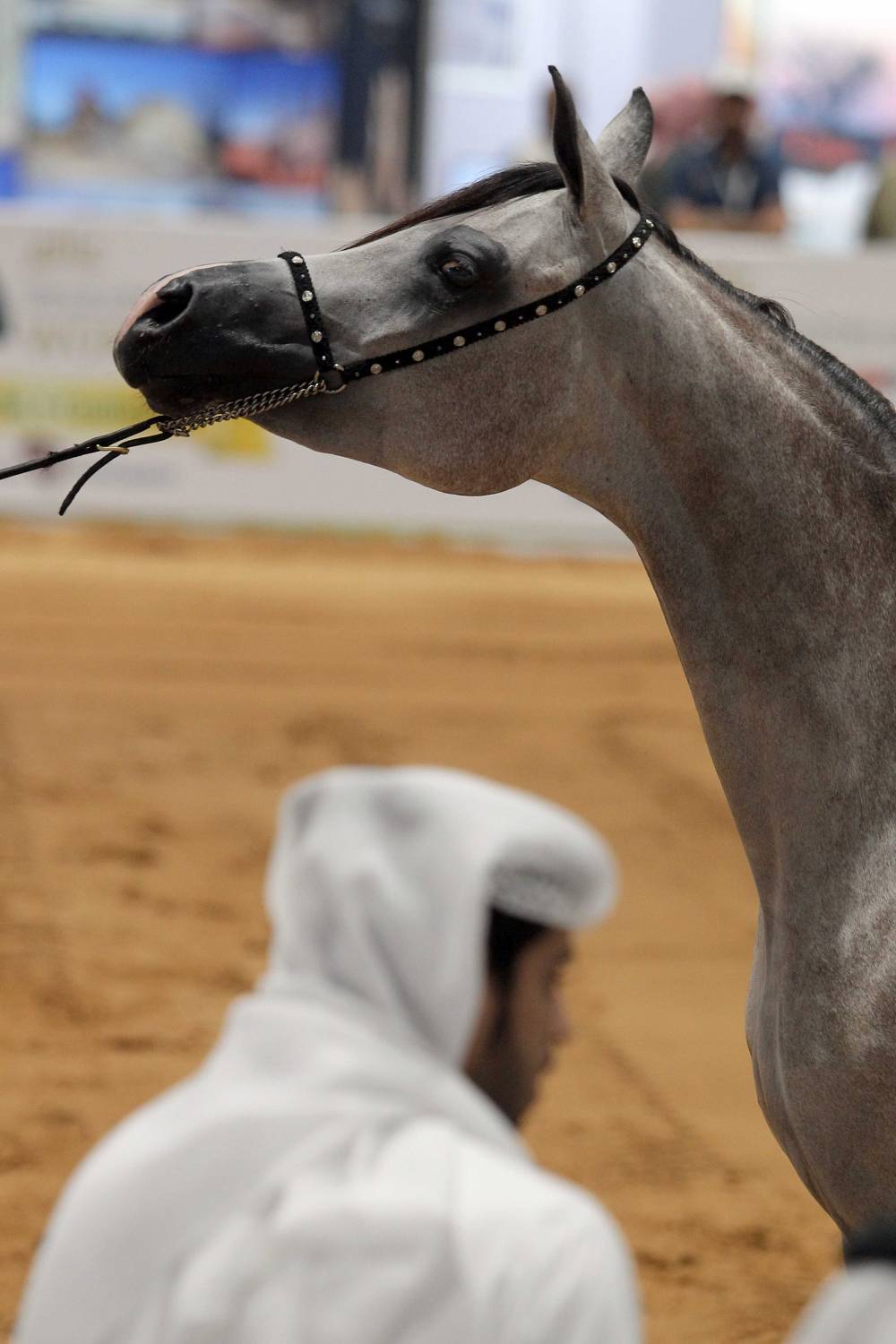 3 مزادات فريدة من نوعها يُنظّمها معرض أبوظبي الدولي للصيد والفروسية