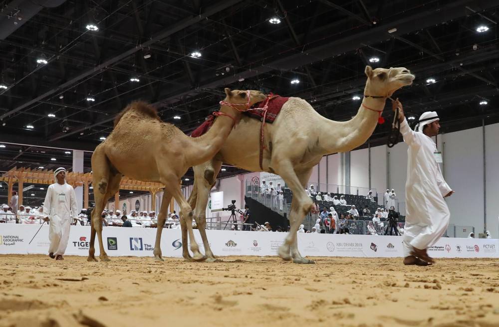3 مزادات فريدة من نوعها يُنظّمها معرض أبوظبي الدولي للصيد والفروسية