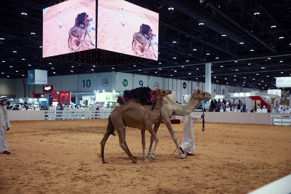 3 مزادات فريدة من نوعها يُنظّمها معرض أبوظبي الدولي للصيد والفروسية