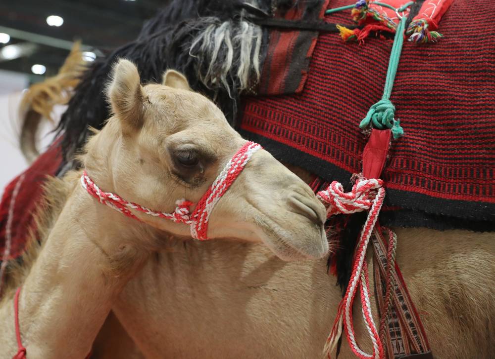 3 مزادات فريدة من نوعها يُنظّمها معرض أبوظبي الدولي للصيد والفروسية