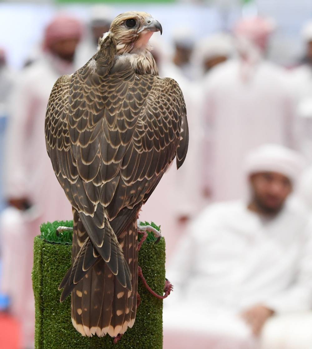 مُسابقات وفعاليات فريدة من نوعها للجَمال بانتظار جمهور معرض أبوظبي للصيد