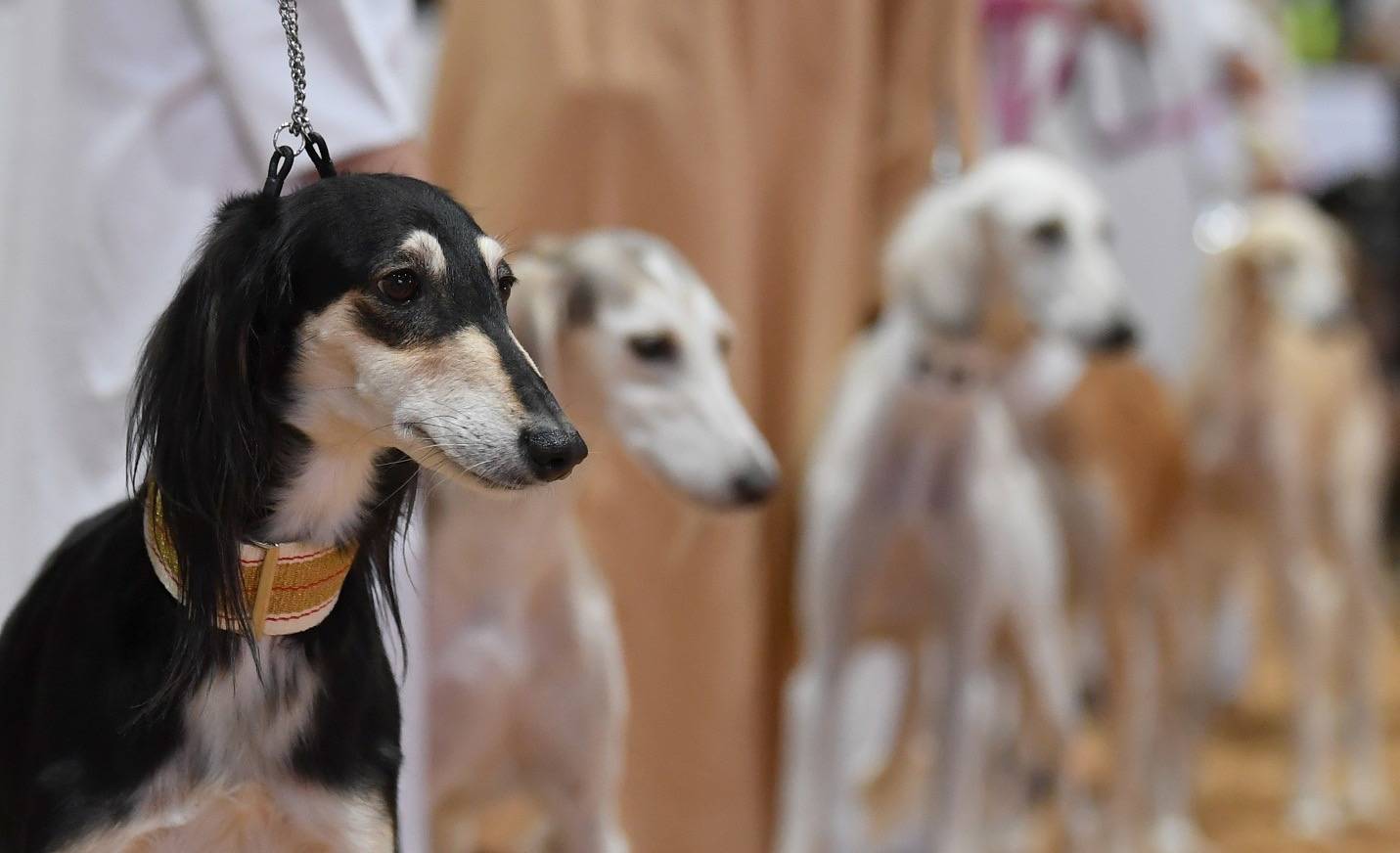 مُسابقات وفعاليات فريدة من نوعها للجَمال بانتظار جمهور معرض أبوظبي للصيد