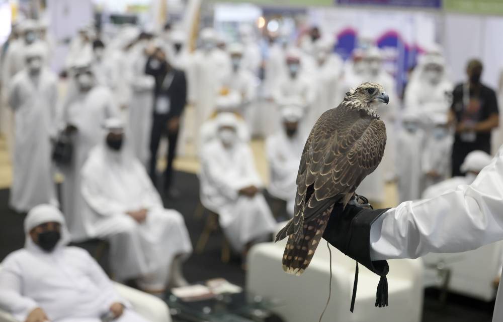 استعدادات مكثفة لنادي صقاري الإمارات لتنظيم معرض أبوظبي الدولي للصيد والفروسية بدءاً من 26 سبتمبر