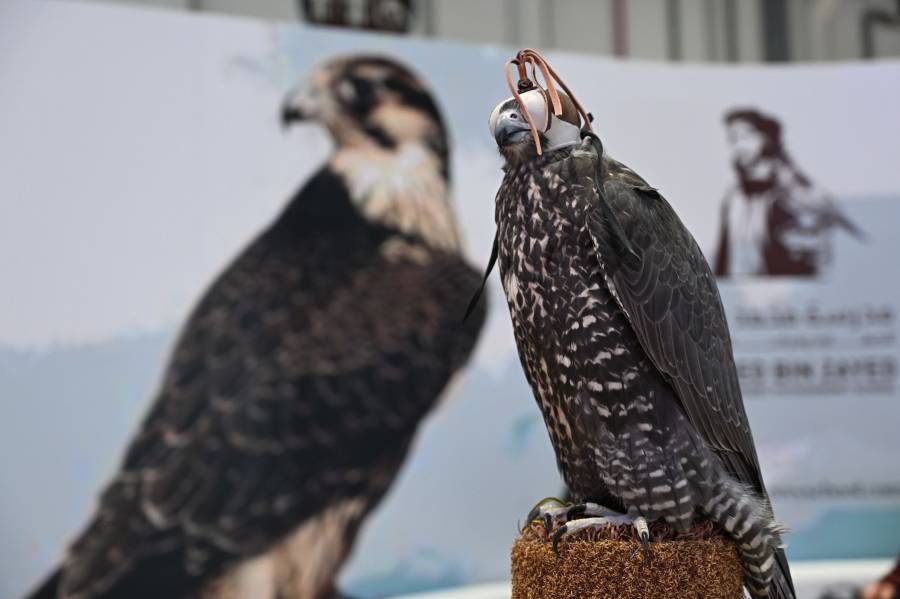 نادي صقاري الإمارات يحتفي بعامه الـ 21 في معرض أبوظبي الدولي للصيد