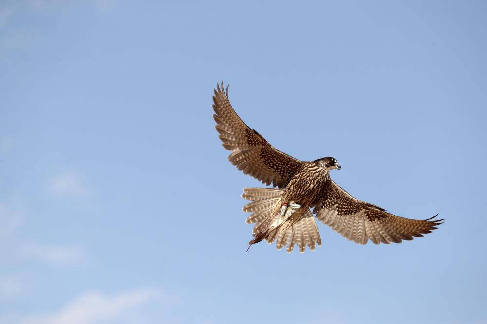 مهرجان الظفرة  يُعرف زوار أبوظبي للصيد والفروسية على مسابقاته ومزايناته التراثية المصاحبة لدورته 16