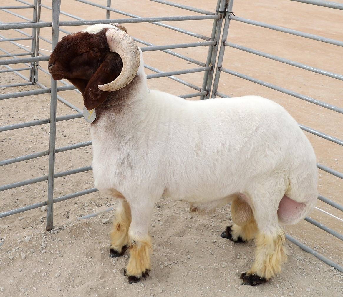 مهرجان الظفرة  يُعرف زوار أبوظبي للصيد والفروسية على مسابقاته ومزايناته التراثية المصاحبة لدورته 16