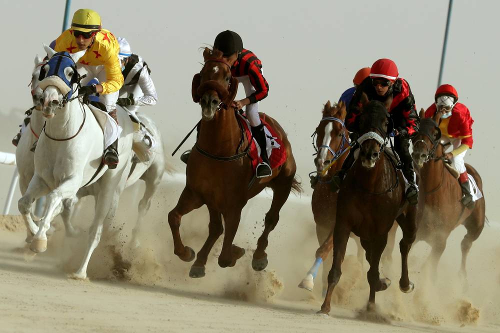 مهرجان الظفرة  يُعرف زوار أبوظبي للصيد والفروسية على مسابقاته ومزايناته التراثية المصاحبة لدورته 16