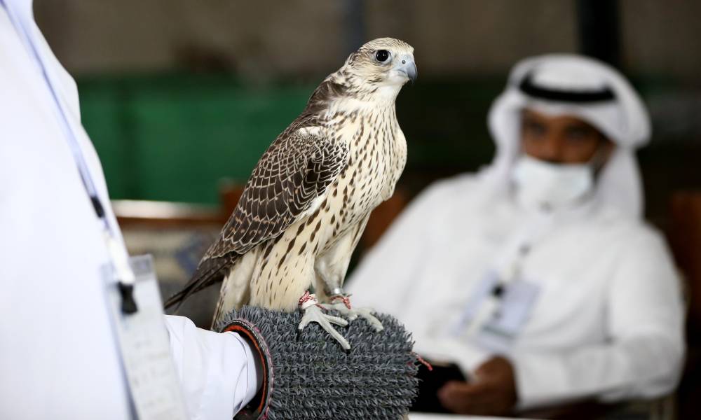 مهرجان الظفرة  يُعرف زوار أبوظبي للصيد والفروسية على مسابقاته ومزايناته التراثية المصاحبة لدورته 16