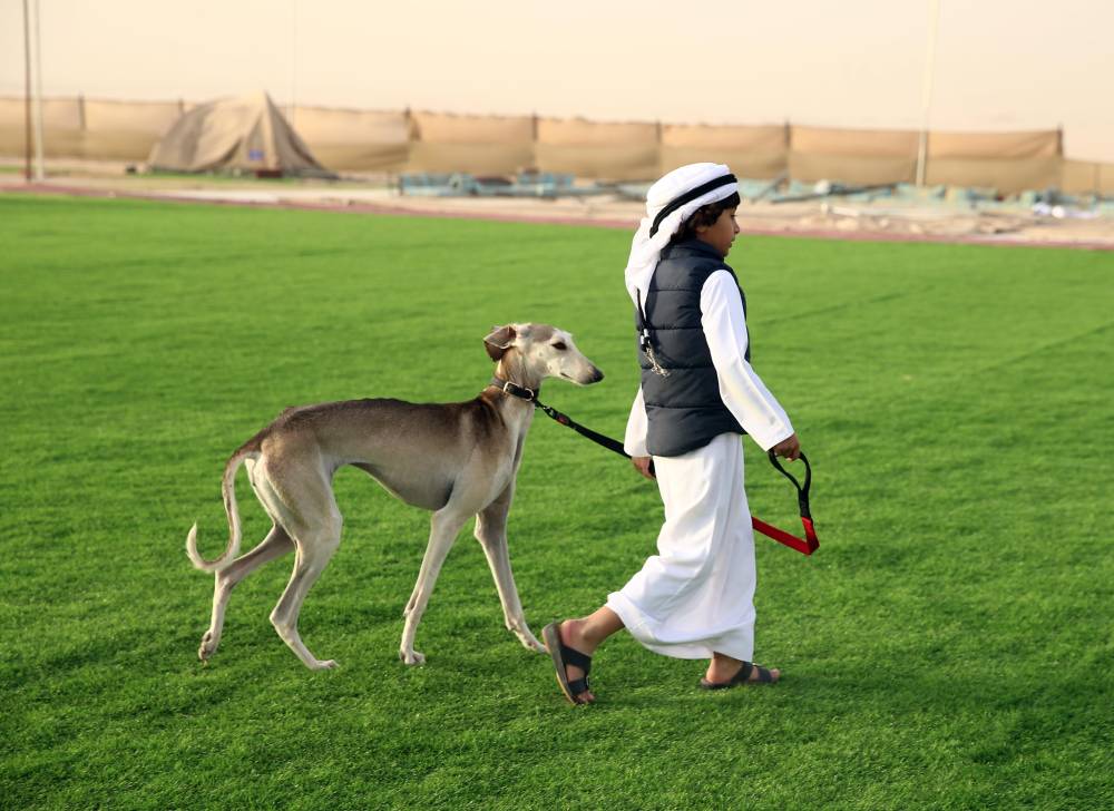 مهرجان الظفرة  يُعرف زوار أبوظبي للصيد والفروسية على مسابقاته ومزايناته التراثية المصاحبة لدورته 16