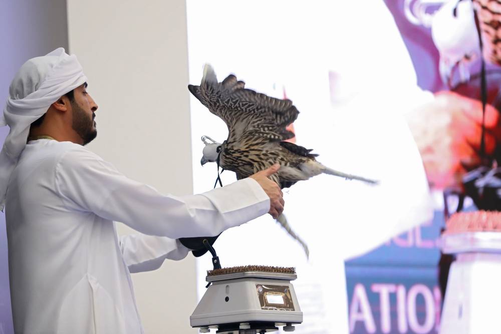 سحوبات مجانية على 19 صقراً للزوار والمزايدة على 3 صقور نادرة في اليوم الأخير