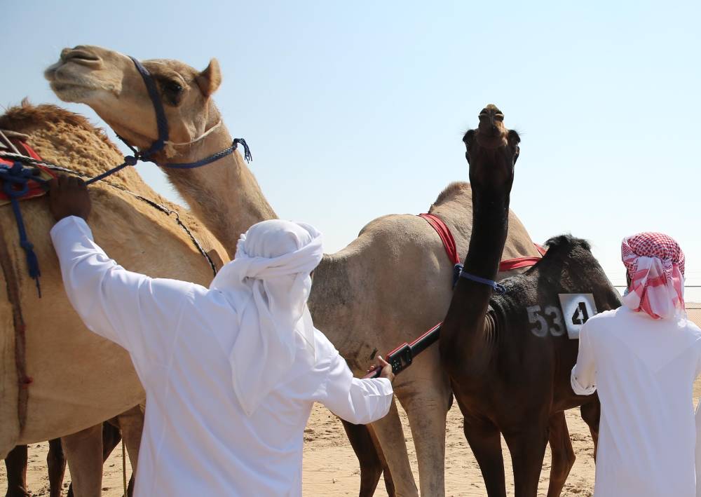 مهرجان الظفرة 16 يبدأ ترصيص الإبل في 16 أكتوبر الجاري