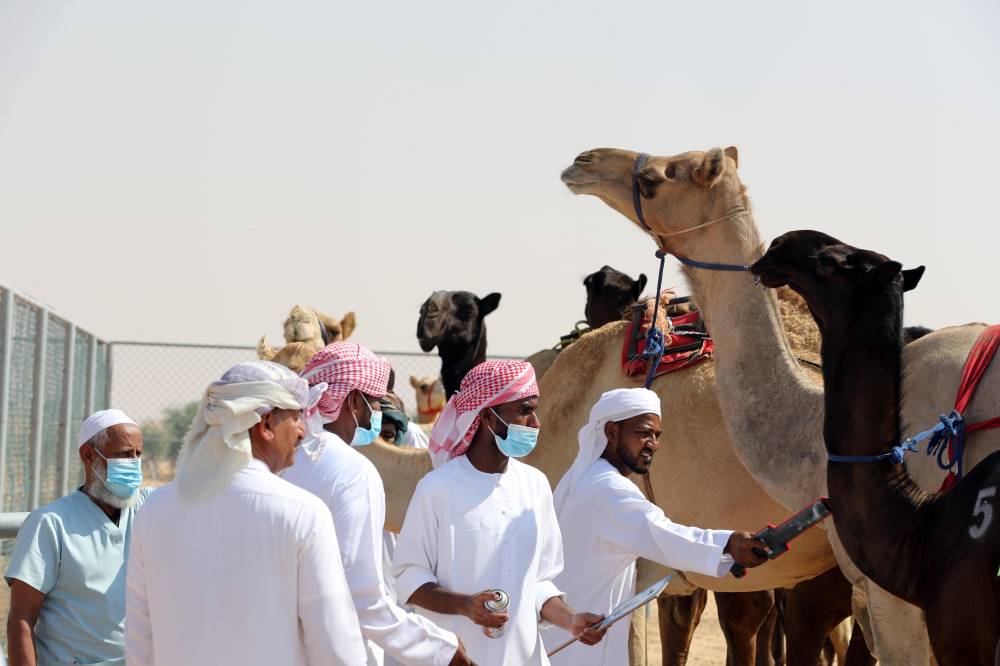 مهرجان الظفرة 16 يبدأ ترصيص الإبل في 16 أكتوبر الجاري
