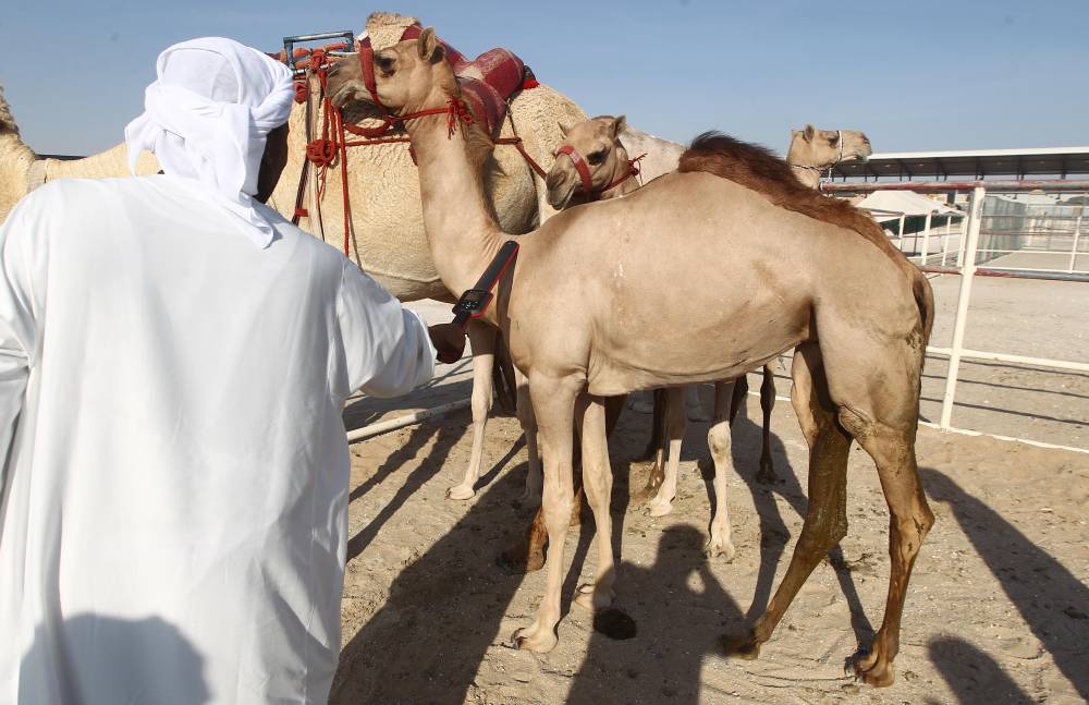 مهرجان الظفرة 16 يبدأ ترصيص الإبل في 16 أكتوبر الجاري