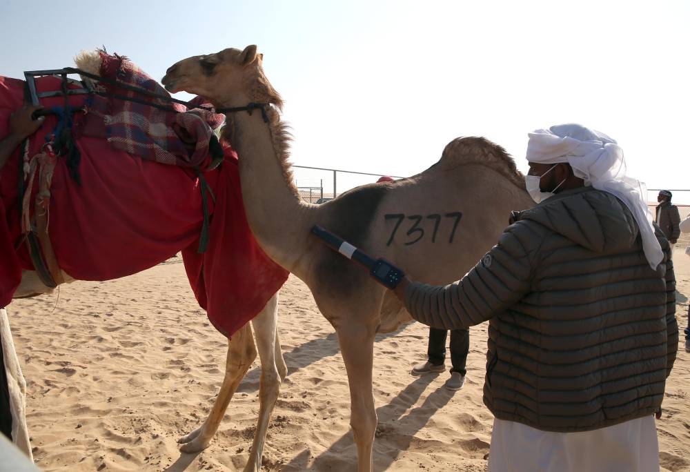 مهرجان الظفرة 16 يبدأ ترصيص الإبل في 16 أكتوبر الجاري