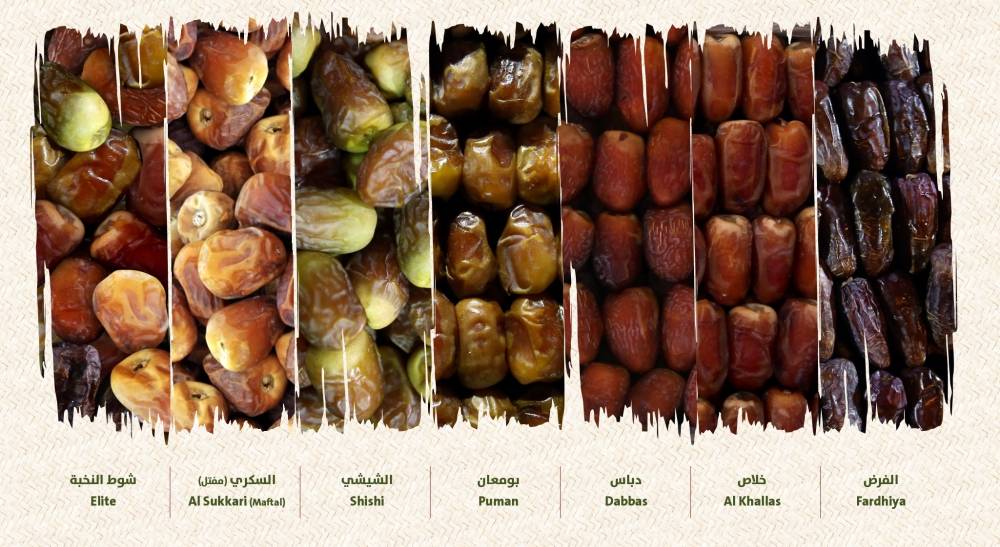 مهرجان ومزاد ليوا للتمور يقدم 122 جائزة بقيمة 3.5 مليون درهم إماراتي