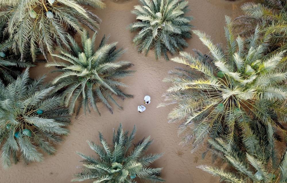 برعاية حمدان بن زايد .. مهرجان ومزاد ليوا للتمور ينطلق غداً