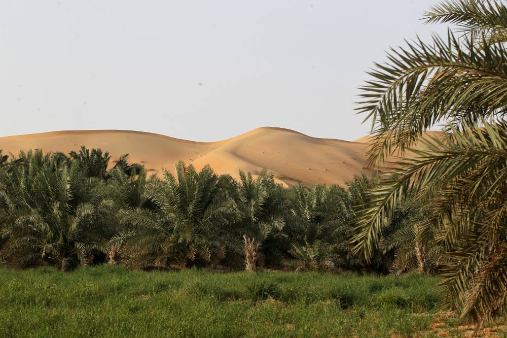 برعاية حمدان بن زايد .. مهرجان ومزاد ليوا للتمور ينطلق غداً