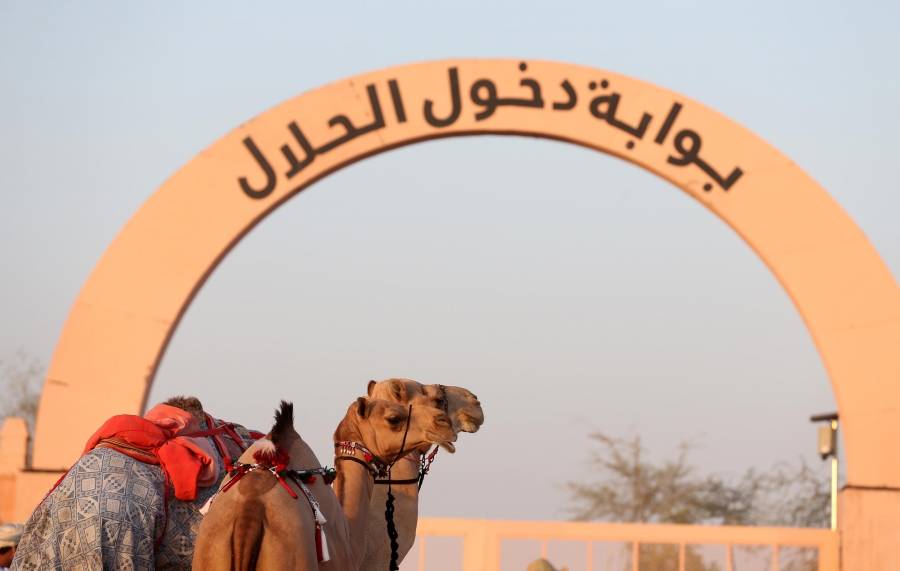 مُلاك الإبل يستعدون لمنافسات مزاينة سويحان ضمن مهرجان الظفرة 16