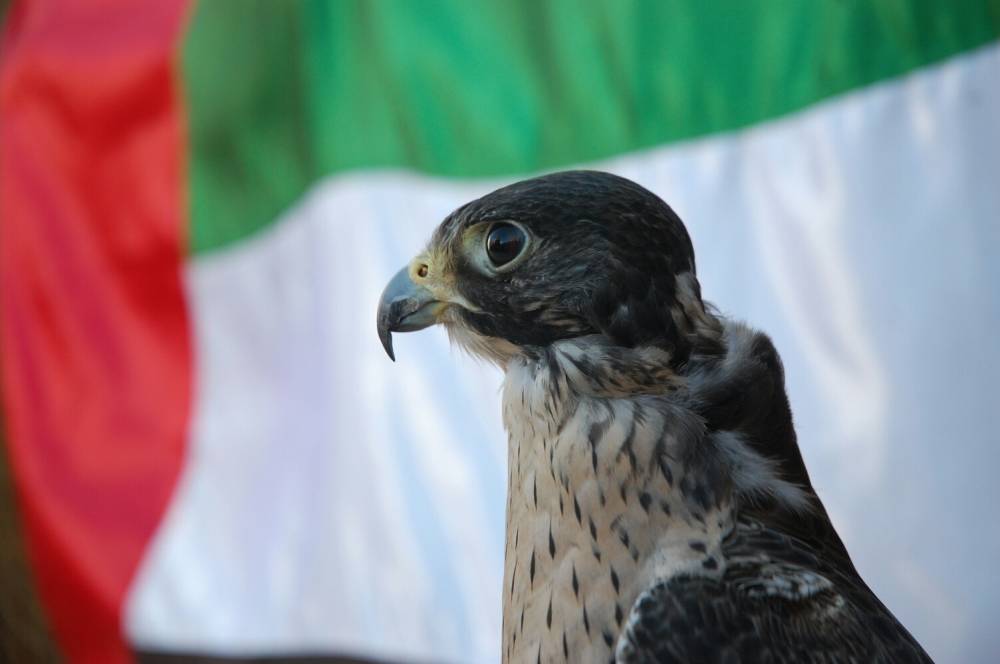 ماجد علي المنصوري: يوم العلم مناسبة للاعتزاز بتراثنا وقيمنا الأصيلة