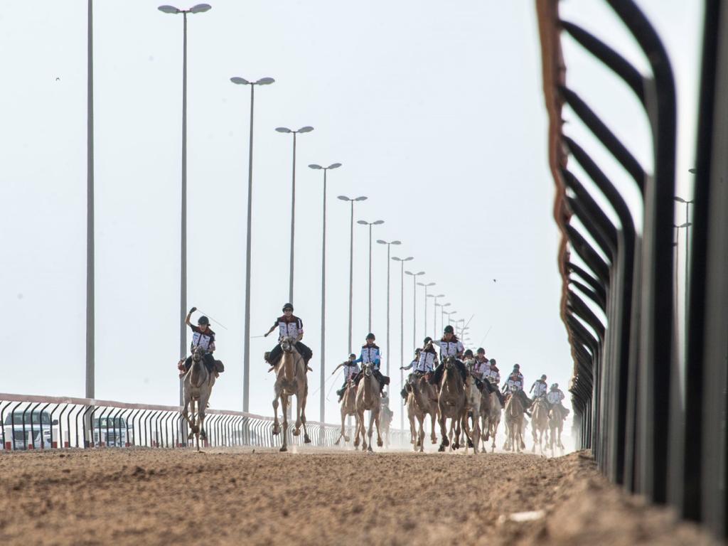 ينظمه مركز حمدان بن محمد لإحياء التراث النسخة الرابعة لماراثون رحلة الهجن التراثية للأجانب تنطلق بـ المفحام الأولي في المرموم