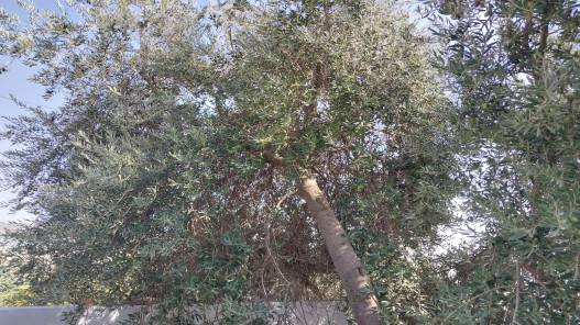 توقع ارتفاع إنتاج زيت الزيتون بمعدل 200 طن العام الحالي في جرش