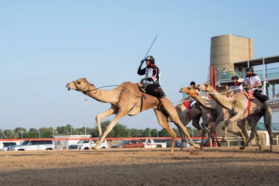 3 فئات للمرة الأولى تدشن انطلاقة السباقات التمهيدية لماراثون اليوم الوطني للهجن في دبي